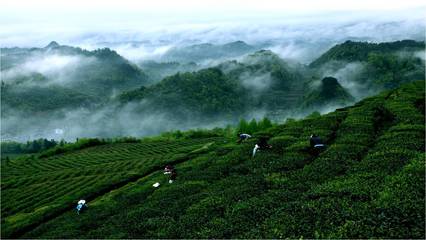 絲綢之路引領黔茶出山，貴定云霧貢茶落腳絲路起點